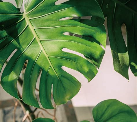 龜背芋 開花|植物新手都該懂的「龜背芋、虎尾蘭」養護秘訣！澆水。